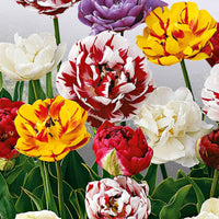 20x Gefüllte Tulpen - Alle beliebten Blumenzwiebeln