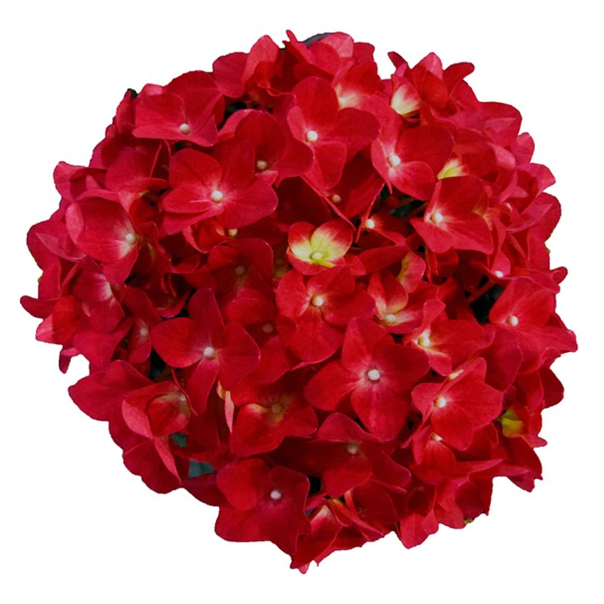 Bauernhortensie Hydrangea macrophylla Rot inkl. Weidenkorb - Winterhart - Blühende Gartenpflanzen