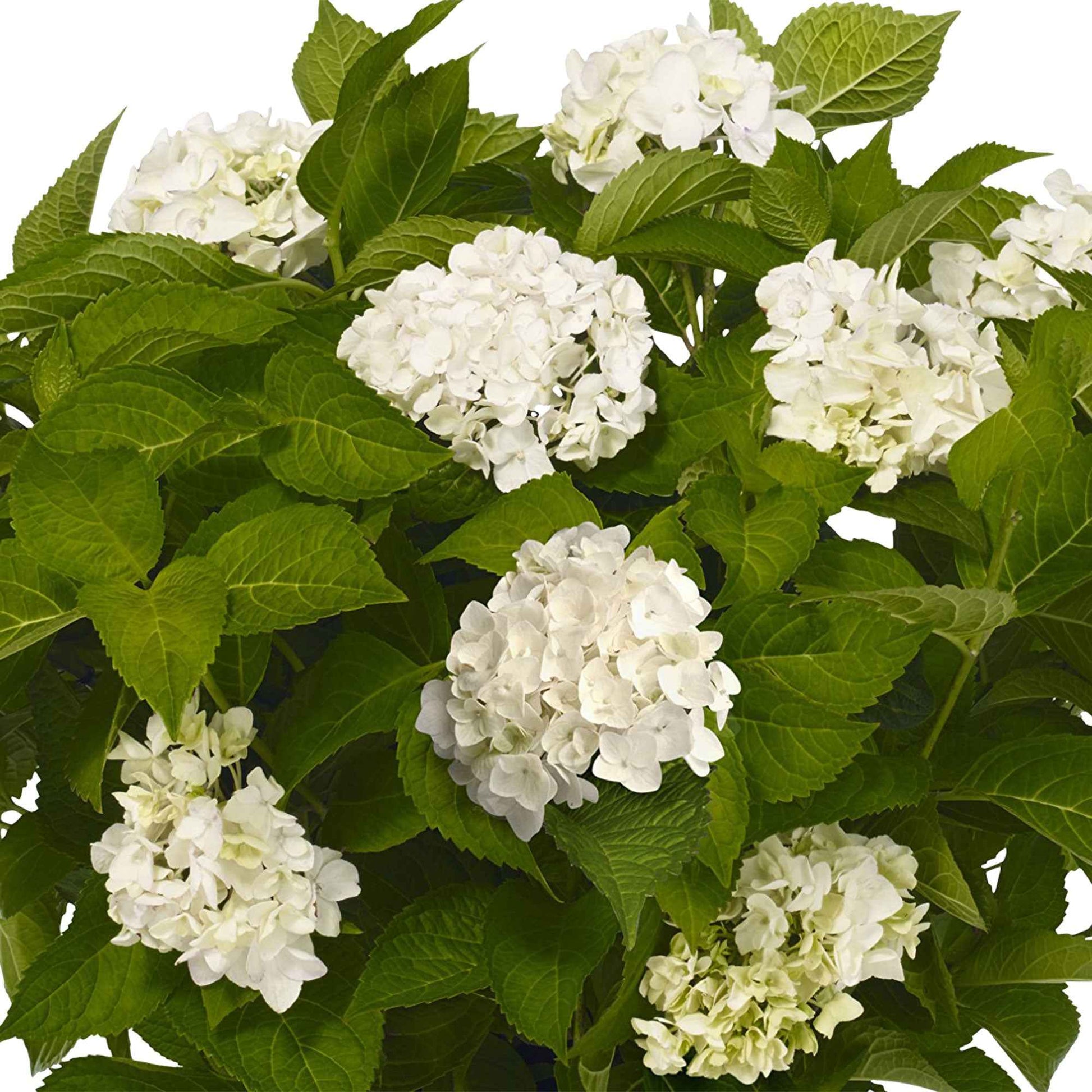 Bauernhortensie Hydrangea macrophylla Weiß inkl. Weidenkorb - Winterhart - Blühende Büsche