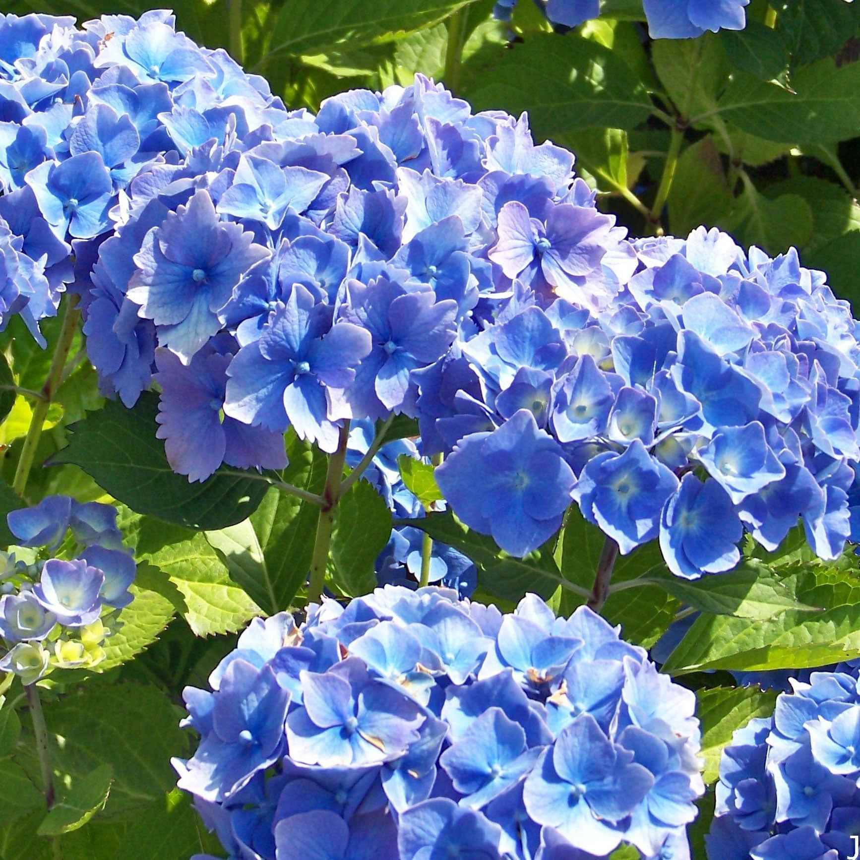Bauernhortensie Hydrangea macrophylla Blau inkl. Weidenkorb - Winterhart - Blühende Sträucher
