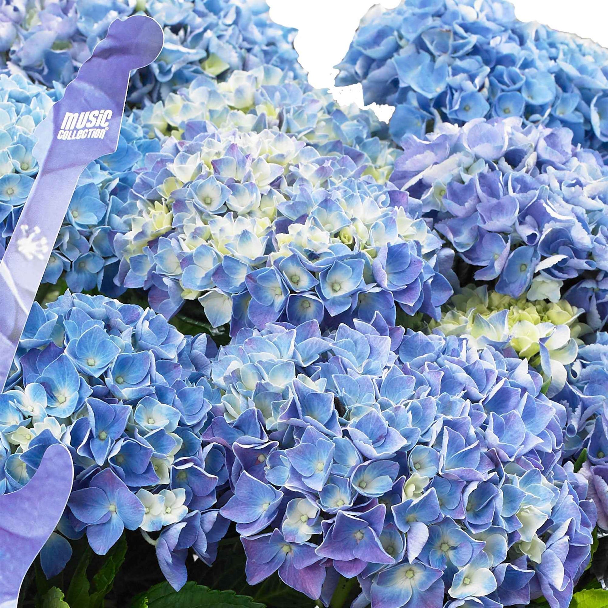 Bauernhortensie Hydrangea 'Blue Ballad' mit Weidenkorb - Winterhart - Blühende Büsche