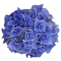 Hortensie Hydrangea 'Boogie Woogie' blau inkl. Weidenkorb - Winterhart - Blühende Büsche