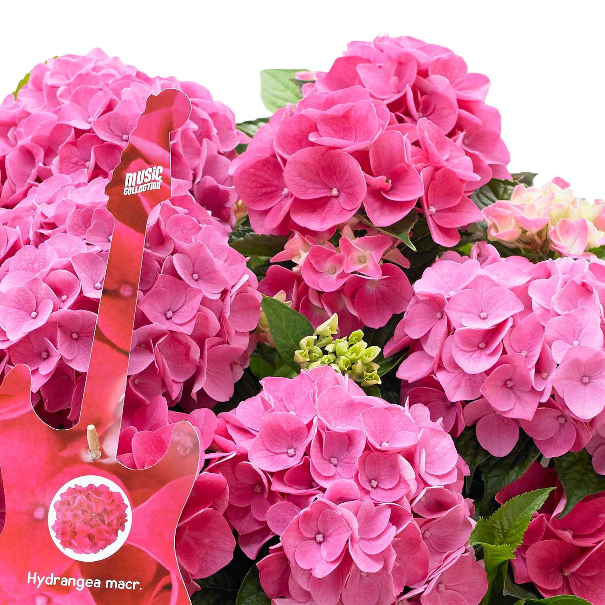 Bauernhortensie Hydrangea 'Pink Pop' Rosa - Winterhart inkl. Weidenkorb - Blühende Büsche