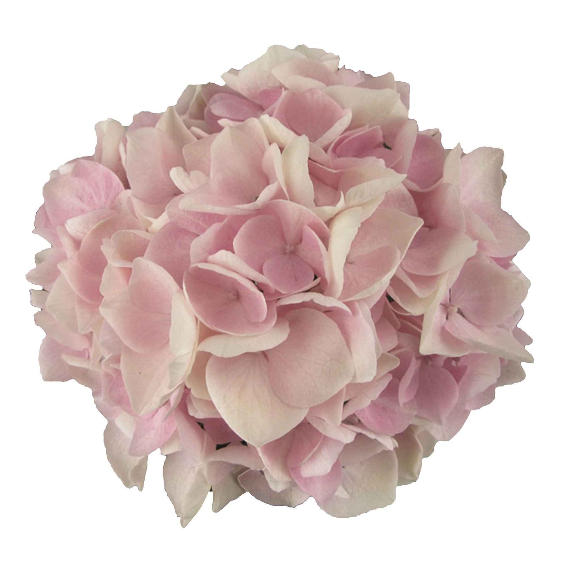 Bauernhortensie Hydrangea 'Soft Pink Salsa'® inkl. Weidenkorb - Winterhart - Blühende Gartenpflanzen