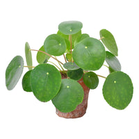 Pfannkuchenpflanze Pilea peperomioides inkl. Terracotta-Topf - Geschenkideen