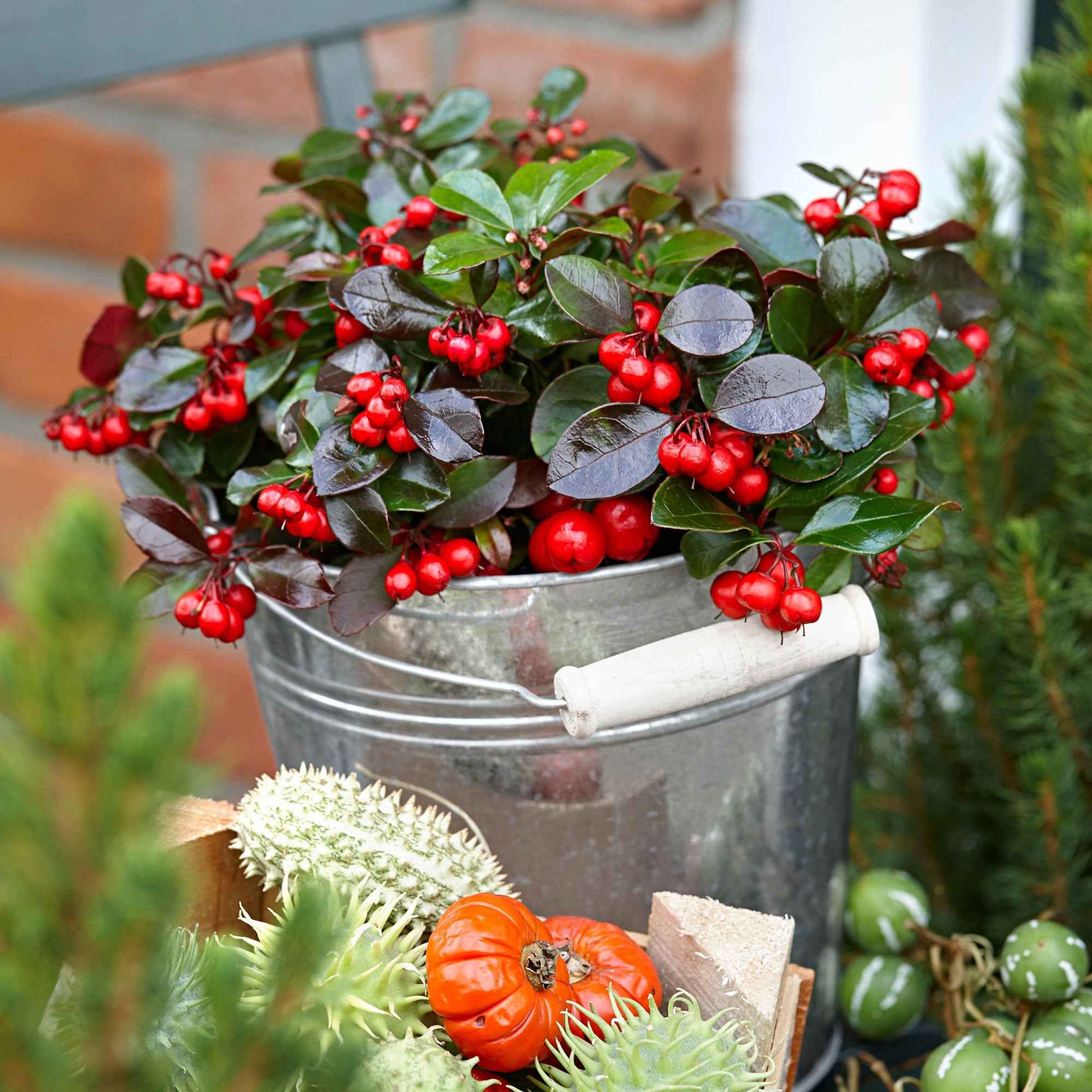 6x Niedere scheinbeere Gaultheria 'Big Berry' Rot inkl. Weidenkorb grau - Winterhart - Blühende Gartenpflanzen