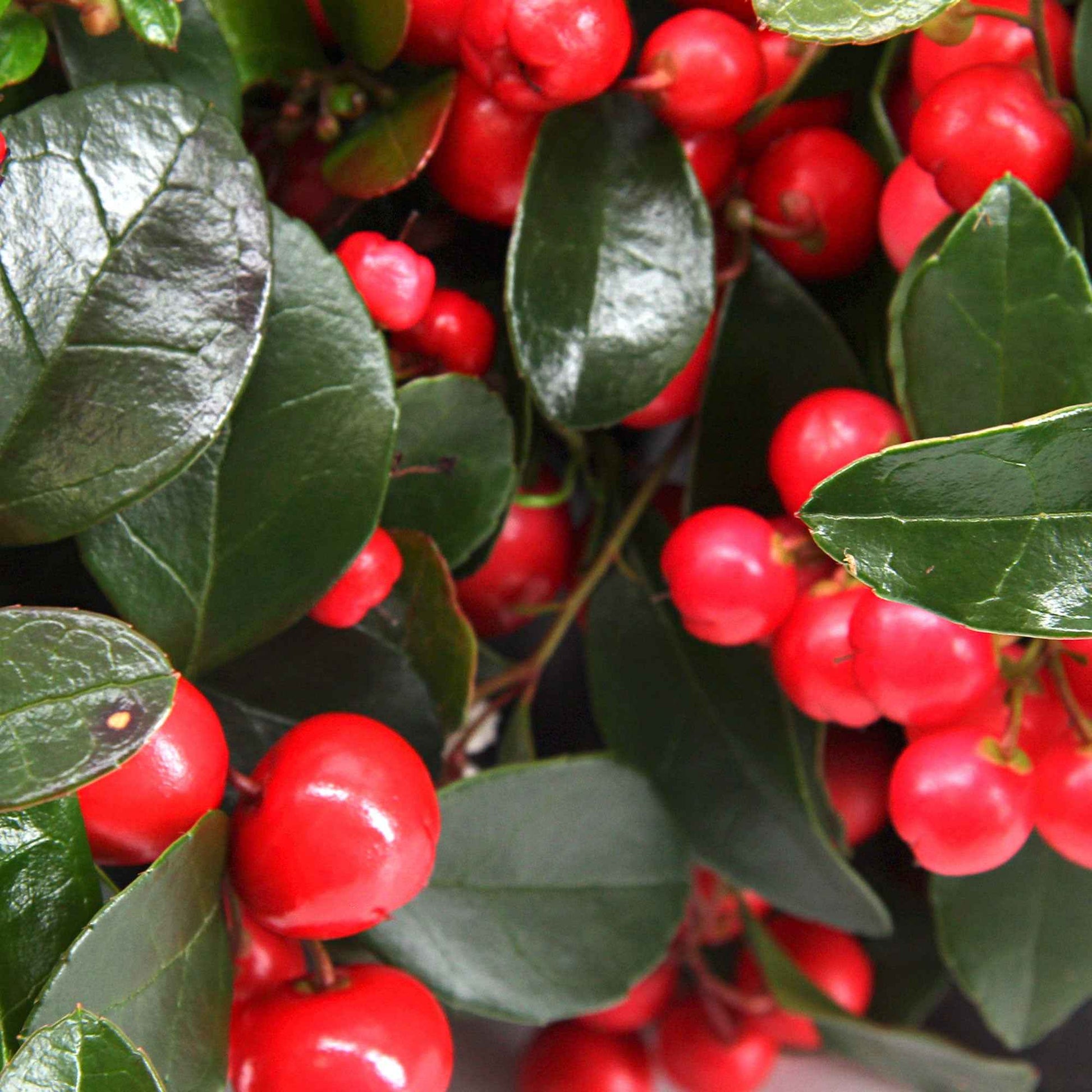 Niedere scheinbeere Gaultheria 'Big Berry' Rot - Winterhart - Weihnachtskollektion