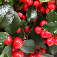 Gaultheria sp. procumbens 'Big Berry' grün-rot inkl. Korb, grau - Herbst- und Winterblüher