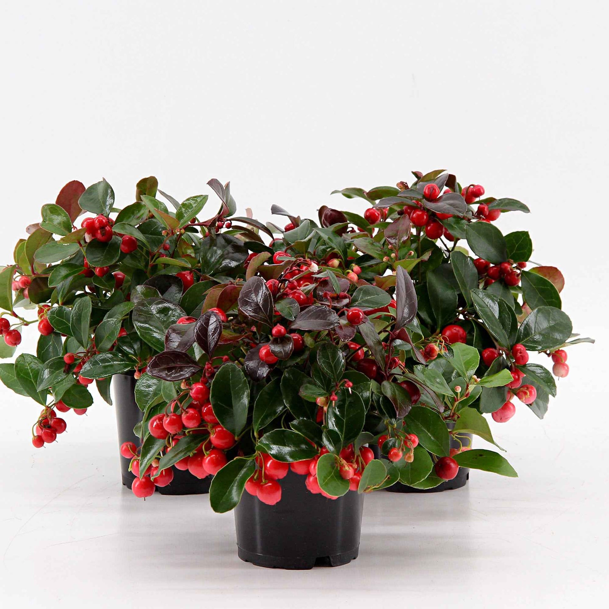6x Niedere scheinbeere Gaultheria 'Big Berry' Rot inkl. Weidenkorb grau - Winterhart - Herbst- und Winterblüher
