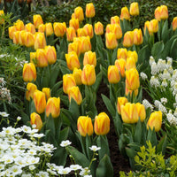 12x Tulpen Tulipa 'Ice Lolly' Gelb-Rot - Alle Blumenzwiebeln