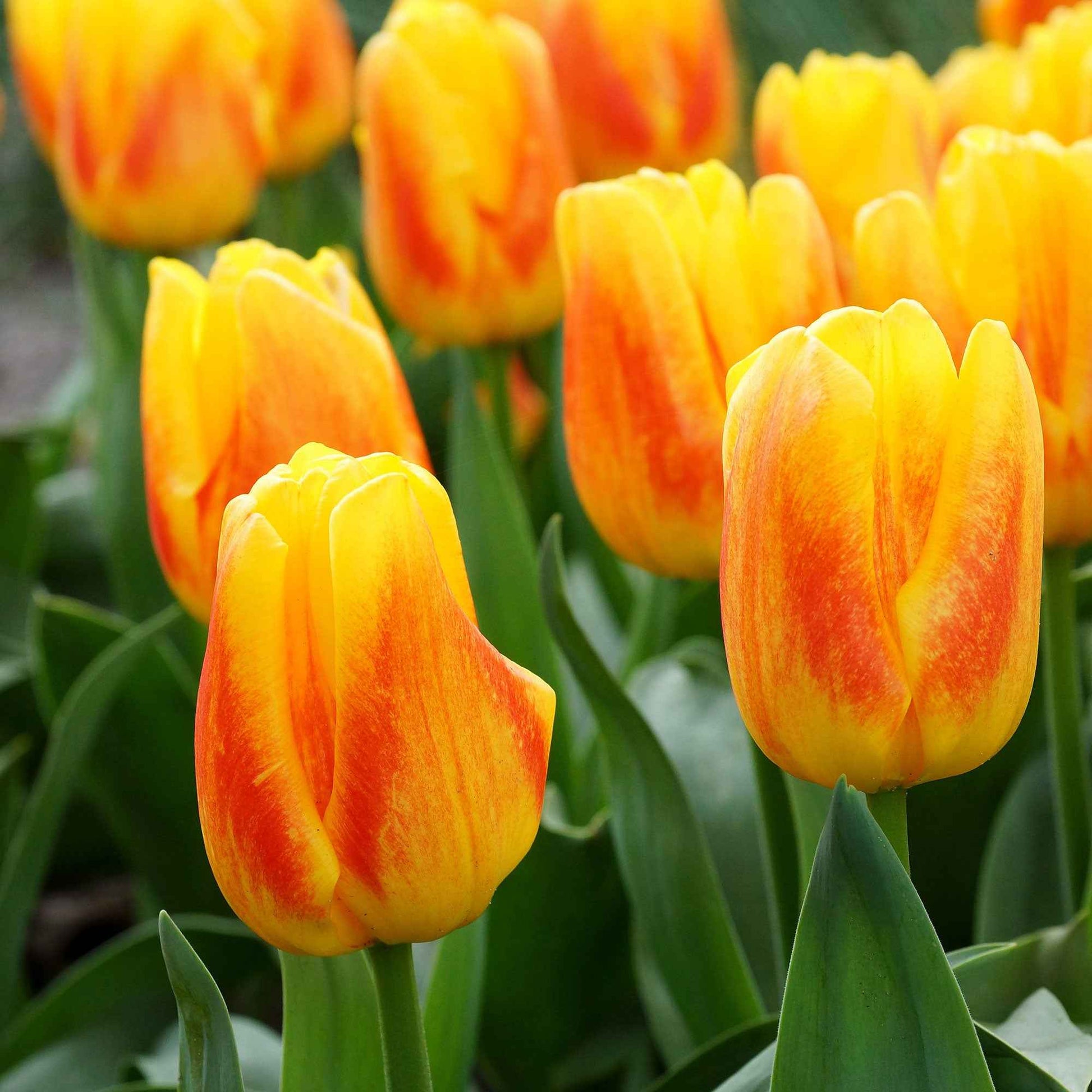 12x Tulpen Tulipa 'Ice Lolly' Gelb-Rot - Alle beliebten Blumenzwiebeln