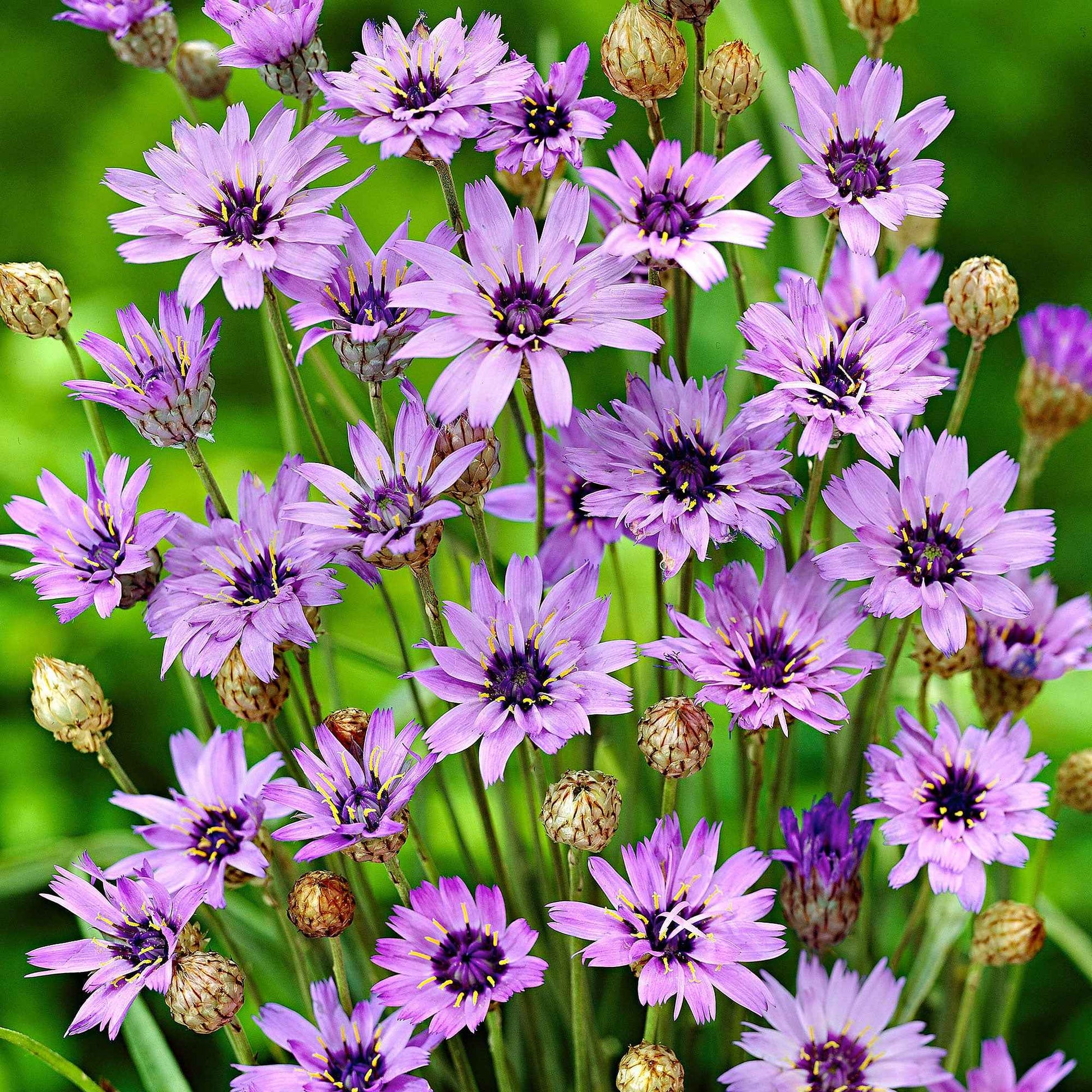 6x  Blaue Rasselblume - Winterhart - Gartenpflanzen