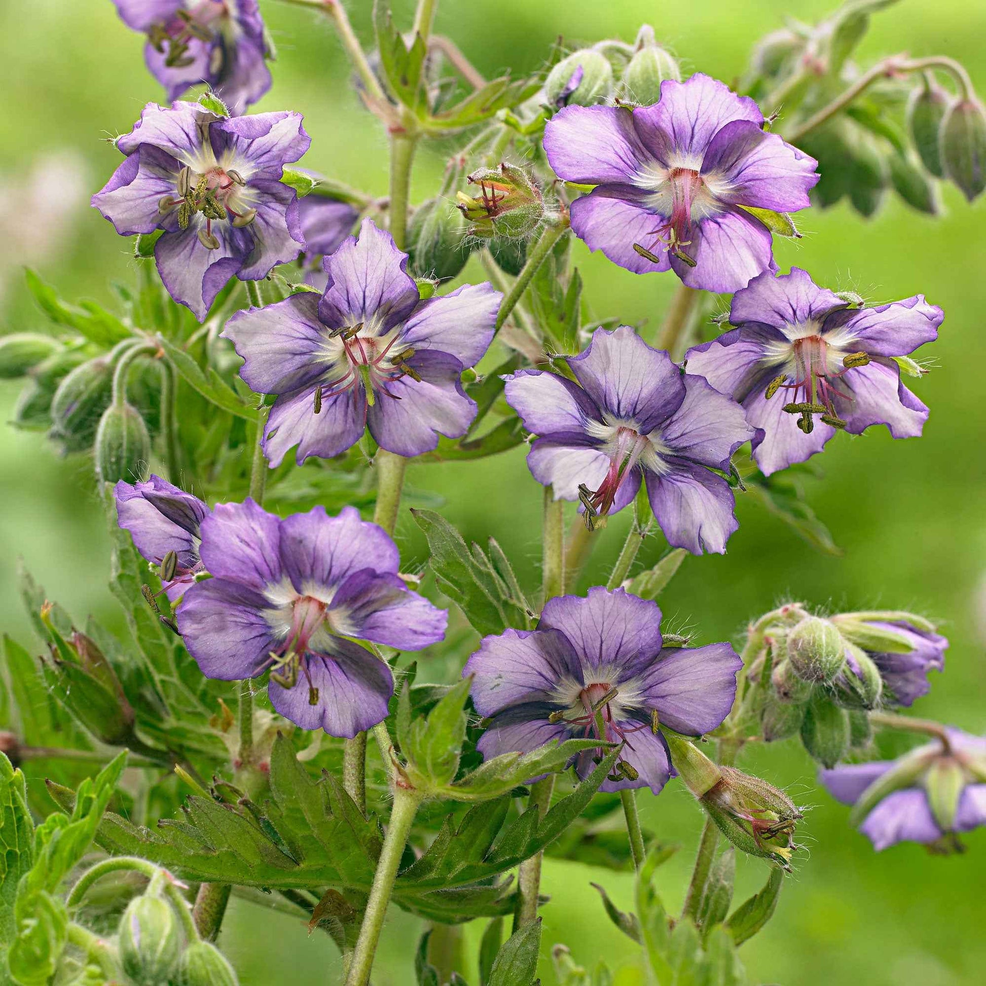 5x Winterharte Geranie 'Kora' violett-weiß – wurzelnackt - Winterhart - Alle Gartenstauden
