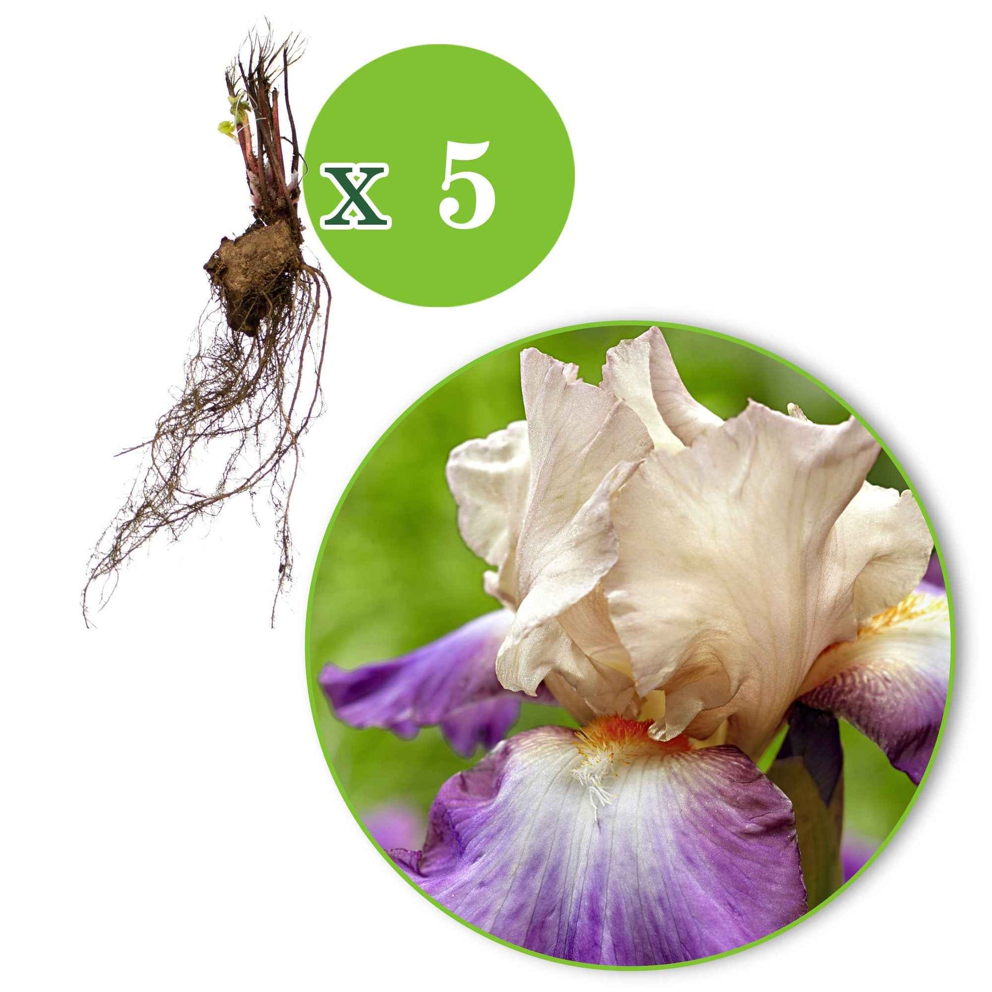 5x Winterharte Geranie 'Kora' violett-weiß – wurzelnackt - Winterhart - Bienen- und schmetterlingsfreundliche Pflanzen