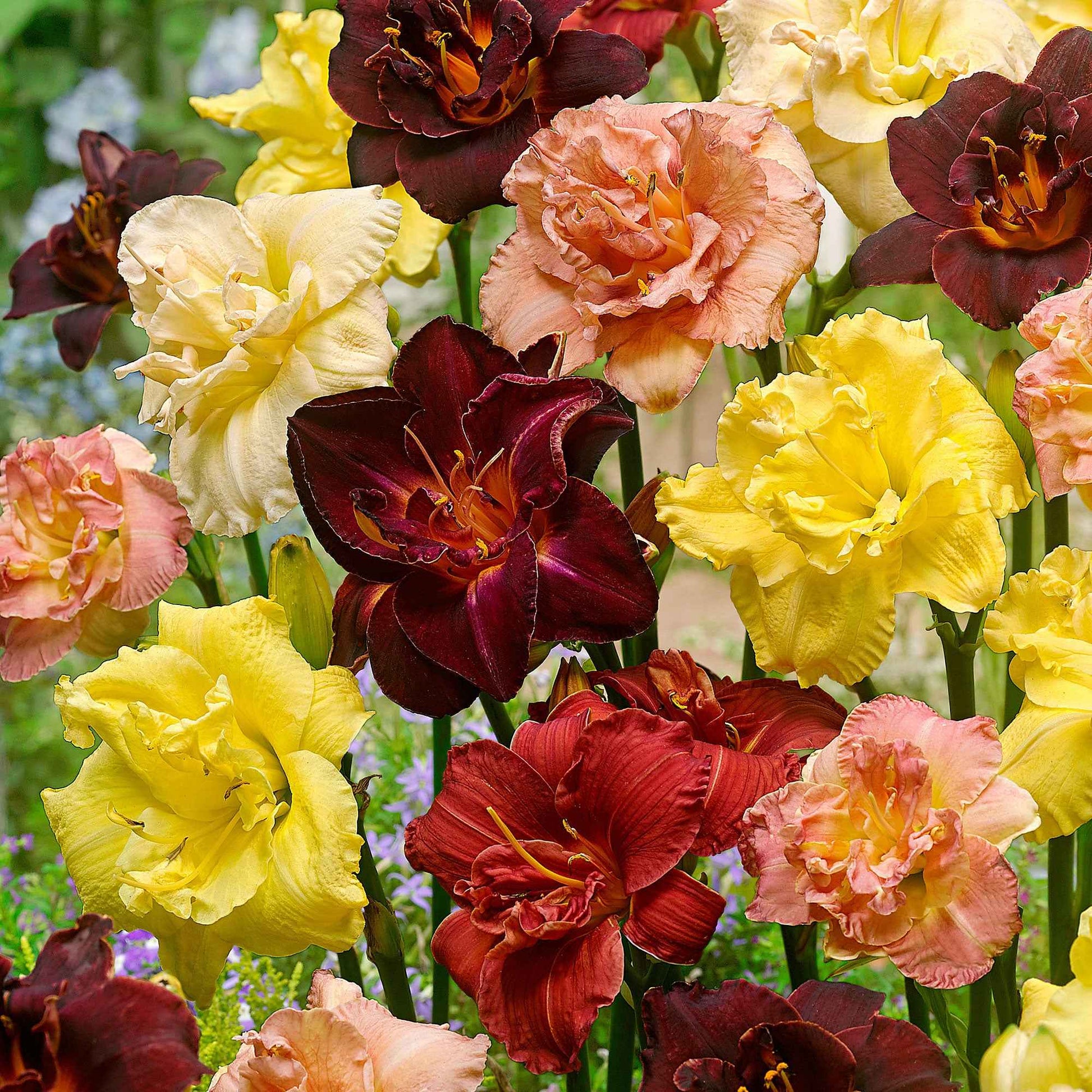 3x Lilie Hemerocallis rot-rosa-gelb - Wurzelnackte Pflanzen - Winterhart - Alle Gartenstauden