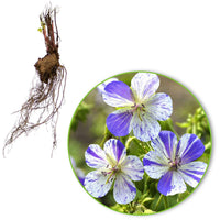 3x Geranie 'Delft Blue' blau-weiβ - Wurzelnackte Pflanzen - Winterhart - Bienen- und schmetterlingsfreundliche Pflanzen