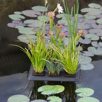 Schwimmende Pflanzenoase 30 x 40 cm - Körbe für Teichpflanzen
