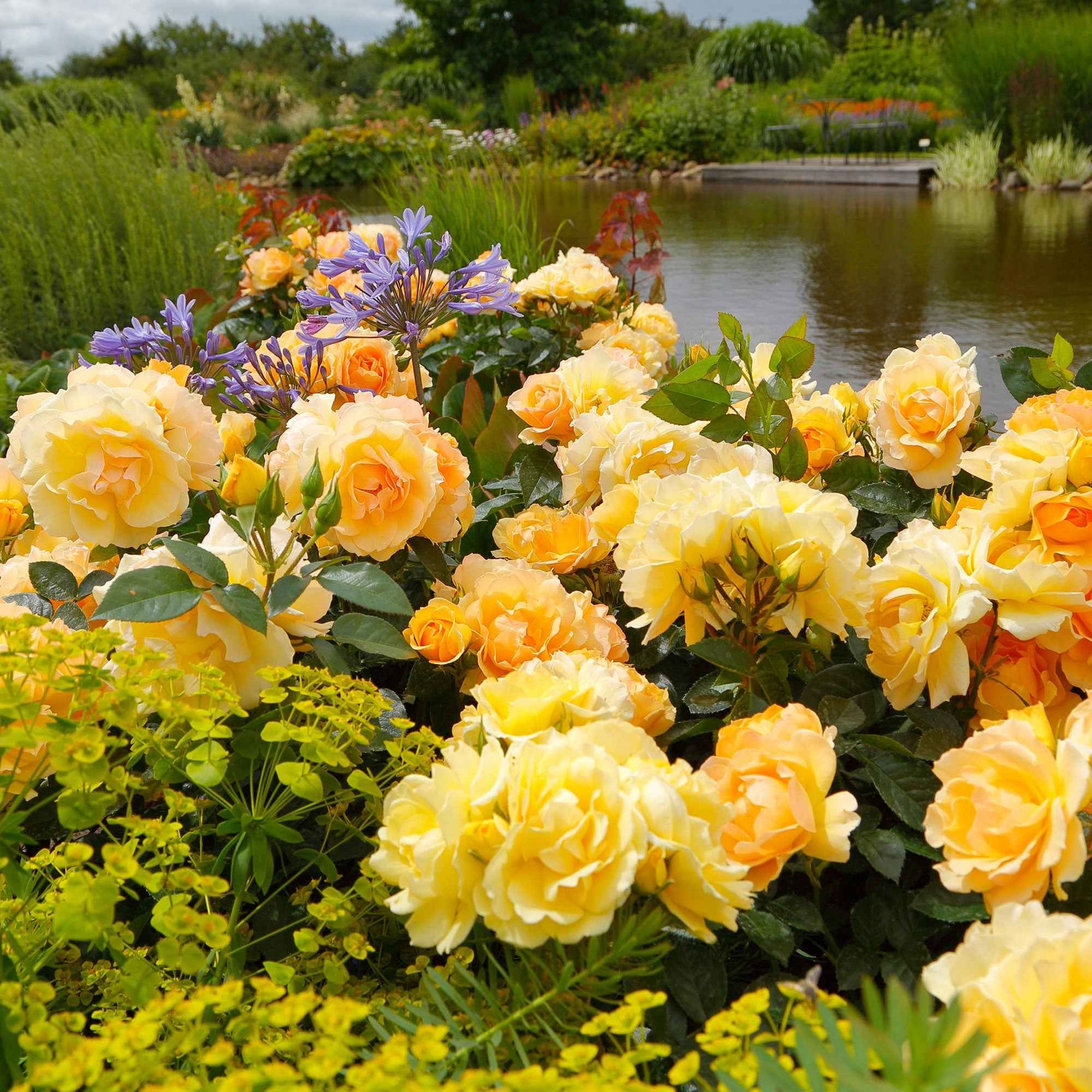 Großblütige Rose Rosa 'Hansestadt Rostock'®  Orange - Winterhart - Großblumige Rosen