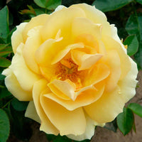 Großblütige Rose Rosa 'Hansestadt Rostock'®  Orange - Winterhart - Pflanzeneigenschaften