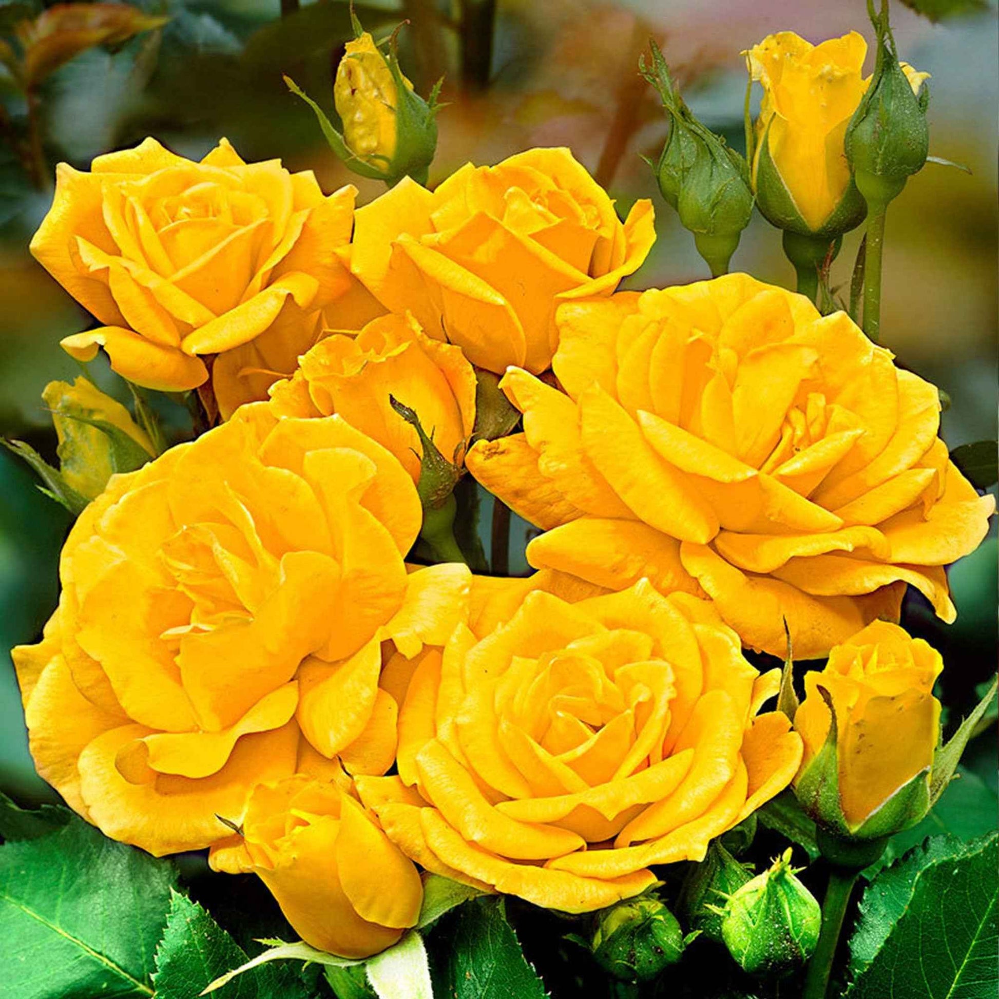 Großblütige Rose Rosa 'Friesia' gelb - Winterhart - Gartenpflanzen