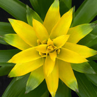 2x Bromelie Guzmania 'Deseo' gelb - Büropflanzen