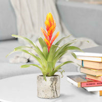 2 Bromelie Vriesea 'Intenso' Orange - Blühende Zimmerpflanzen