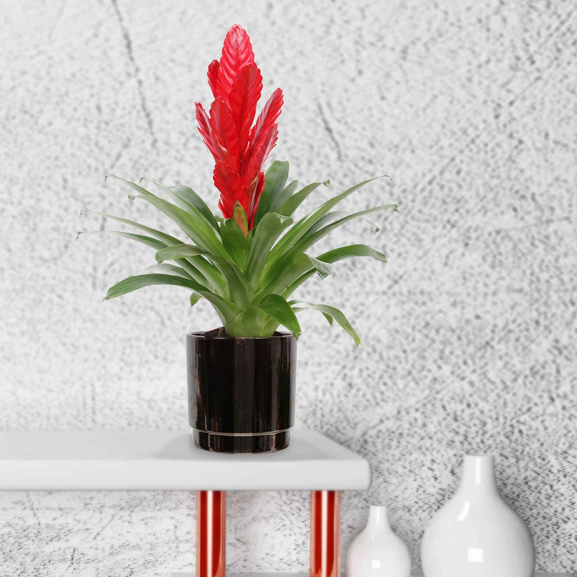 2 Bromelie Vriesea 'Stream' Rot - Blühende Zimmerpflanzen