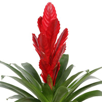 2 Bromelie Vriesea 'Stream' Rot - Büropflanzen