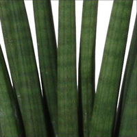 2x Bogenhanf Sansevieria 'Fan' - Beliebte grüne Zimmerpflanzen