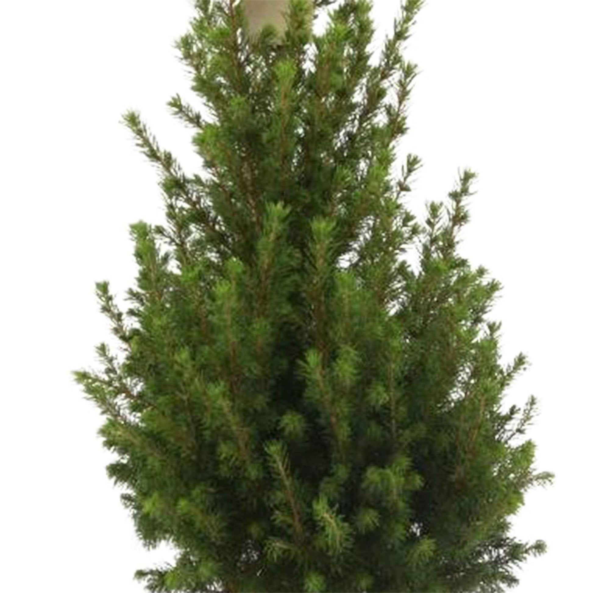 Zwergtanne Picea glauca Conica  - Mini Weihnachtsbaum - Gartenpflanzen