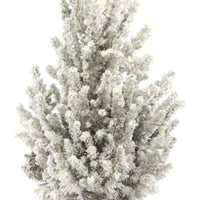 Picea glauca, grün-weiß mit Schnee inkl. Korb, cremefarben  - Mini Weihnachtsbaum - Bäume