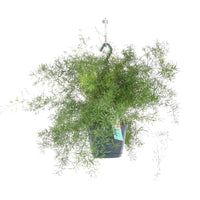 Spargelpflanze Asparagus 'Sprengerii' inkl. Hängetopf aus Kunststoff - Grüne Zimmerpflanzen