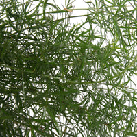 Spargelpflanze Asparagus 'Sprengerii' inkl. Hängetopf aus Kunststoff - Hängepflanzen