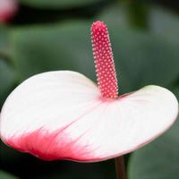 Flamingopflanze Anthurium 'Hotlips' Rosa-Weiß - Blühende Zimmerpflanzen