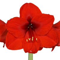 2x Amaryllis Hippeastrum rot inkl. Ziertöpfe - Alle Blumenzwiebeln