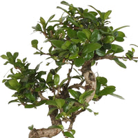Bonsai Carmona S-Front inkl. Ziertopf - Ficus