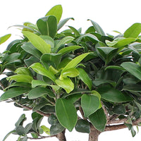 Bonsai Ficus 'Ginseng' inkl. Betontopf - Nach Trends