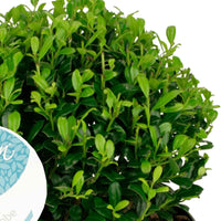 Japanische Stechpalme Ilex 'Luxus Globe' - Winterhart - Japanische Stechpalme – Ilex Crenata