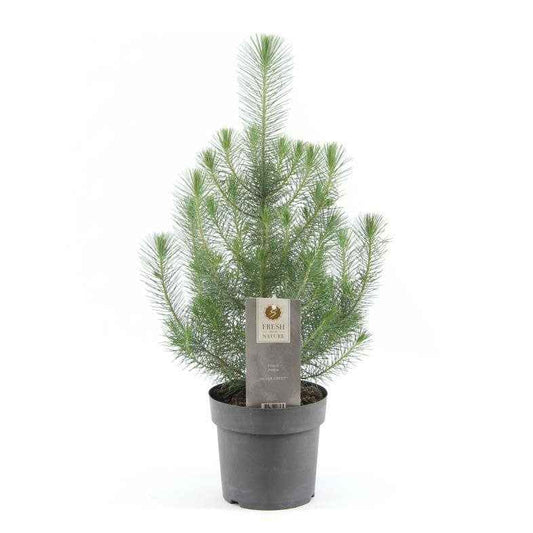 Pinus pinea 'Silver Crest'  - Mini Weihnachtsbaum - Alle Bäume und Hecken