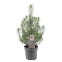 Pinus pinea 'Silver Crest'  - Mini Weihnachtsbaum - Bäume