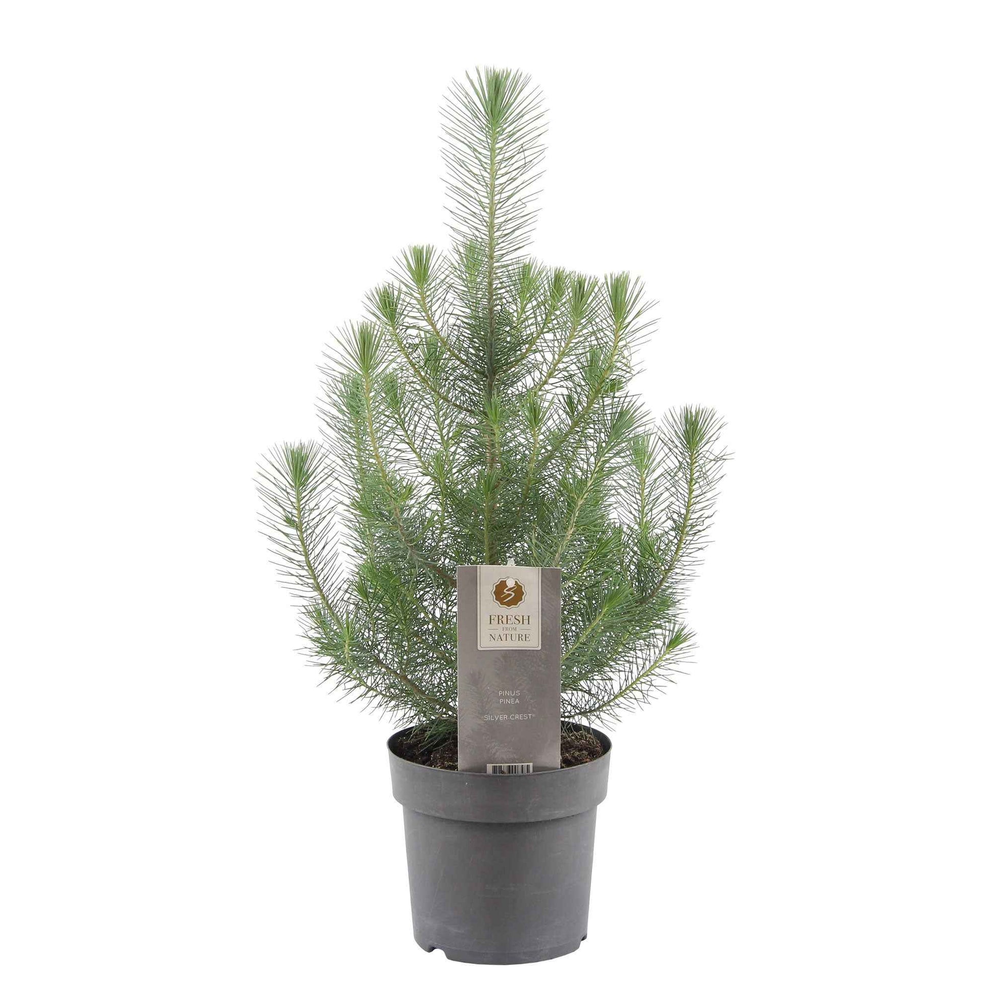 Pinus pinea 'Silver Crest'  - Mini Weihnachtsbaum - Bäume