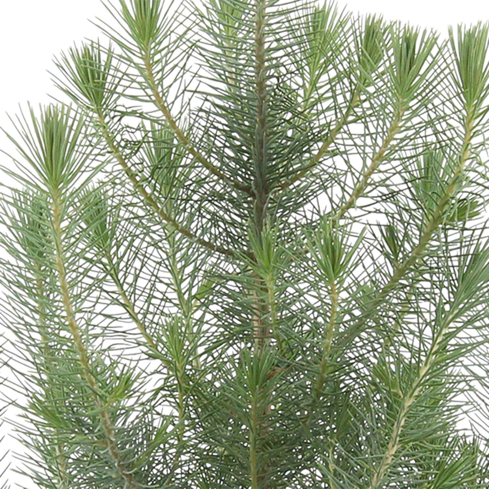 Pinus pinea 'Silver Crest'  - Mini Weihnachtsbaum - Hecken