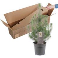Pinus pinea 'Silver Crest'  - Mini Weihnachtsbaum - Immergrüne Gartenpflanzen