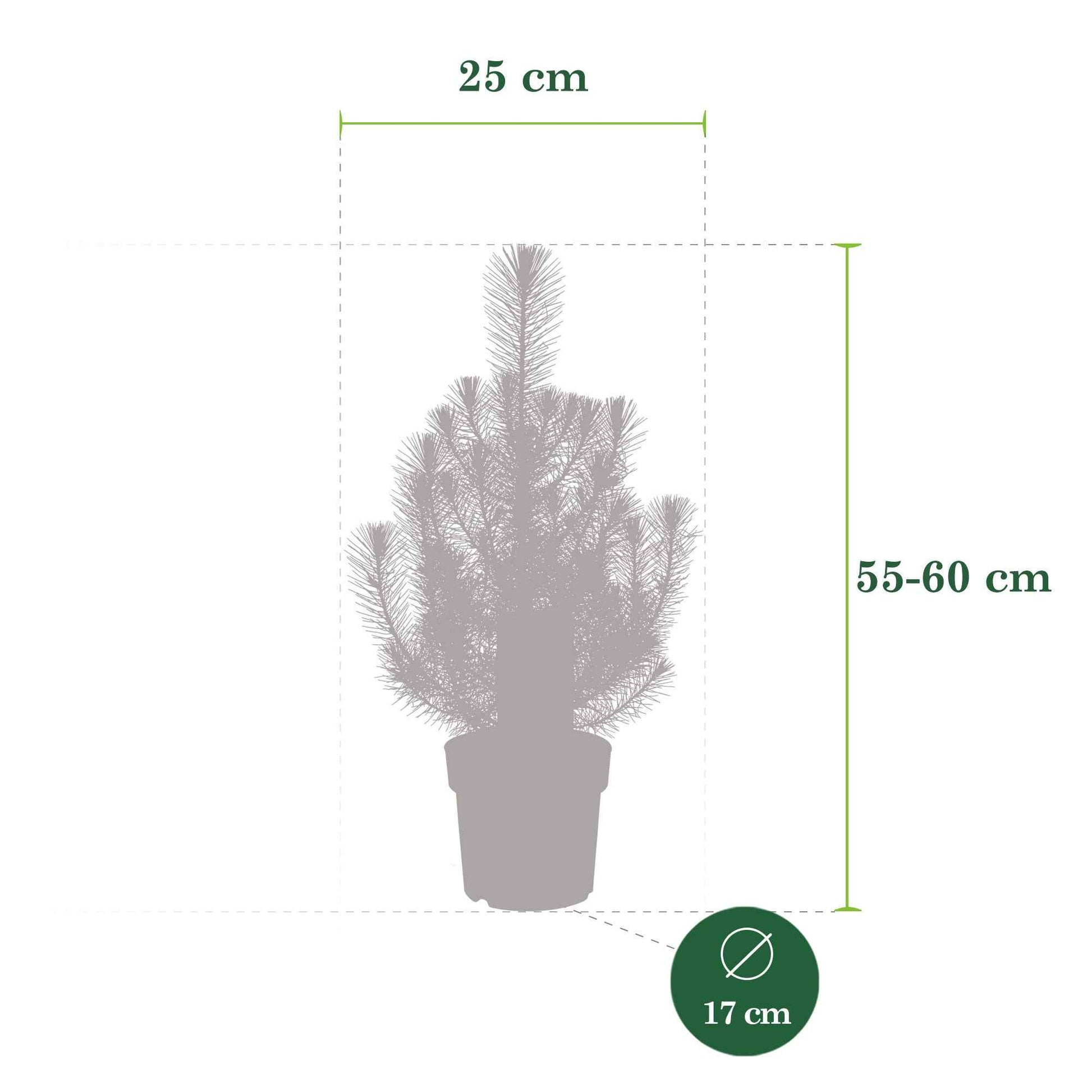 Pinus pinea 'Silver Crest'  - Mini Weihnachtsbaum - Pflanzeneigenschaften
