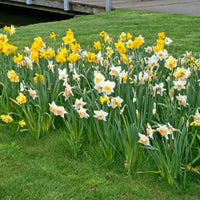 25x Narzisse Narcissus - Mischung 'Dwarf' biologisch gelb-weiβ - Alle Blumenzwiebeln
