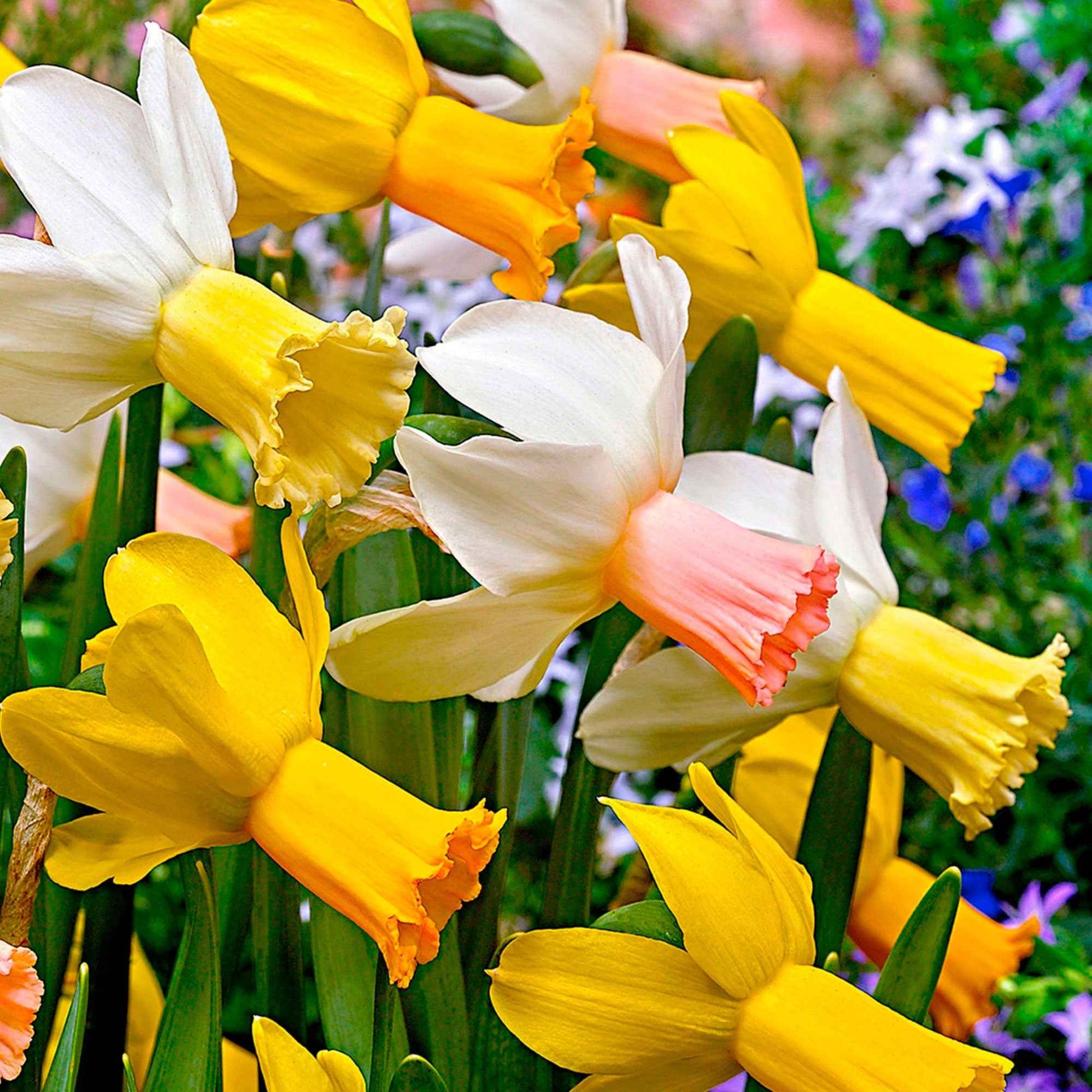 25x Narzisse Narcissus - Mischung 'Dwarf' biologisch gelb-weiβ - Alle beliebten Blumenzwiebeln