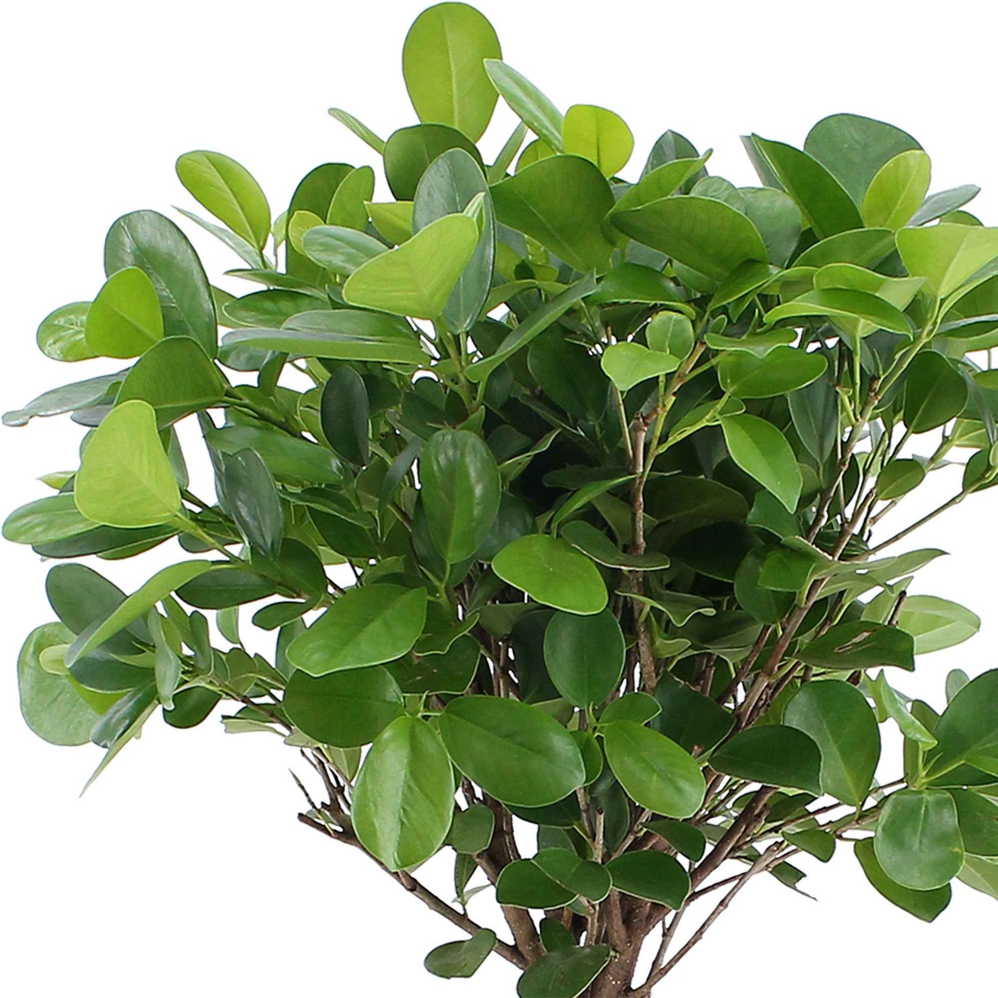 Ficus microcarpa 'Moclame' auf einem Stamm - Nicht giftige Zimmerpflanzen