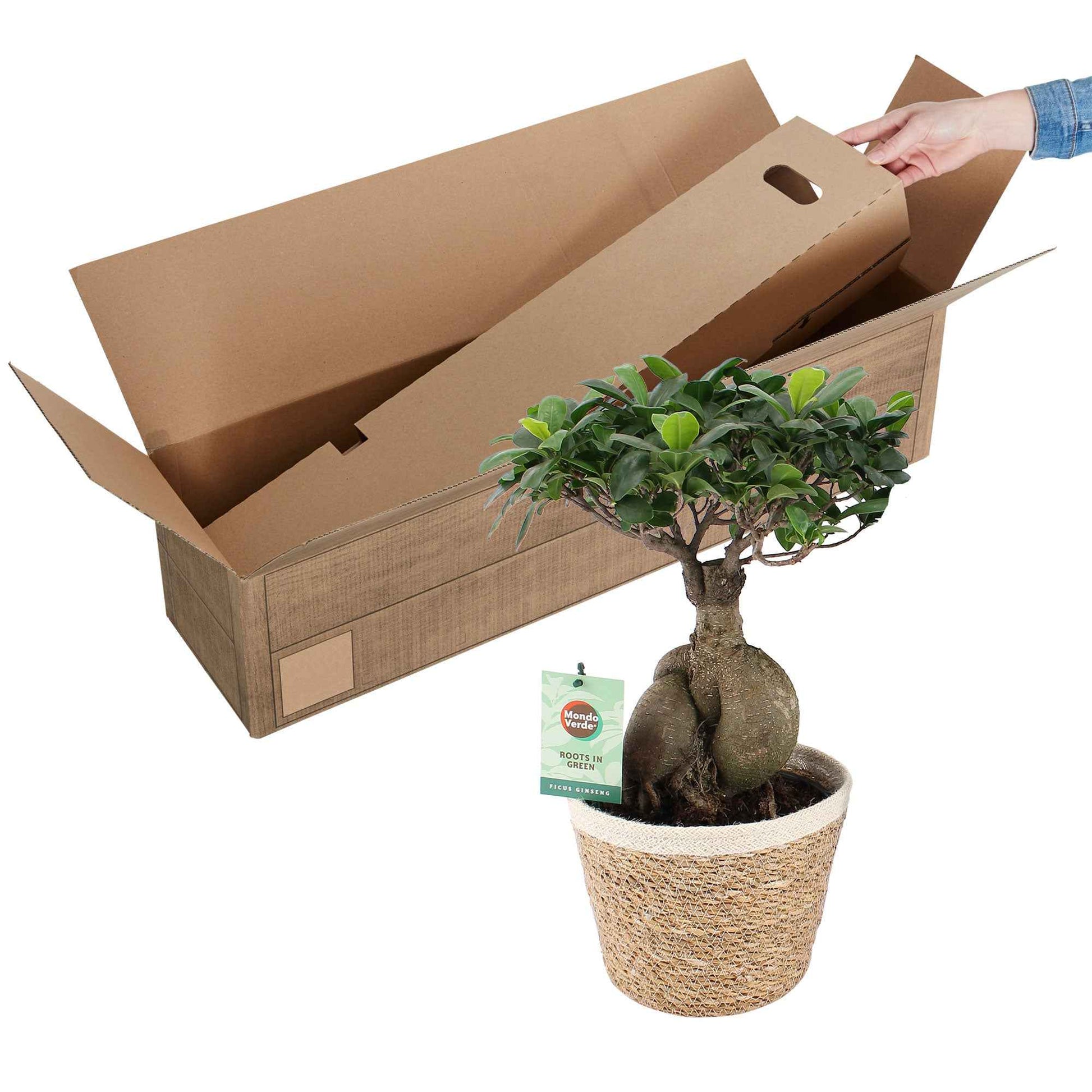 Bonsai Feige Ficus microcarpa 'Ginseng' XL inkl. Korb - Nach Trends