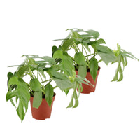 2x Fensterblatt Monstera minima - Grüne Zimmerpflanzen