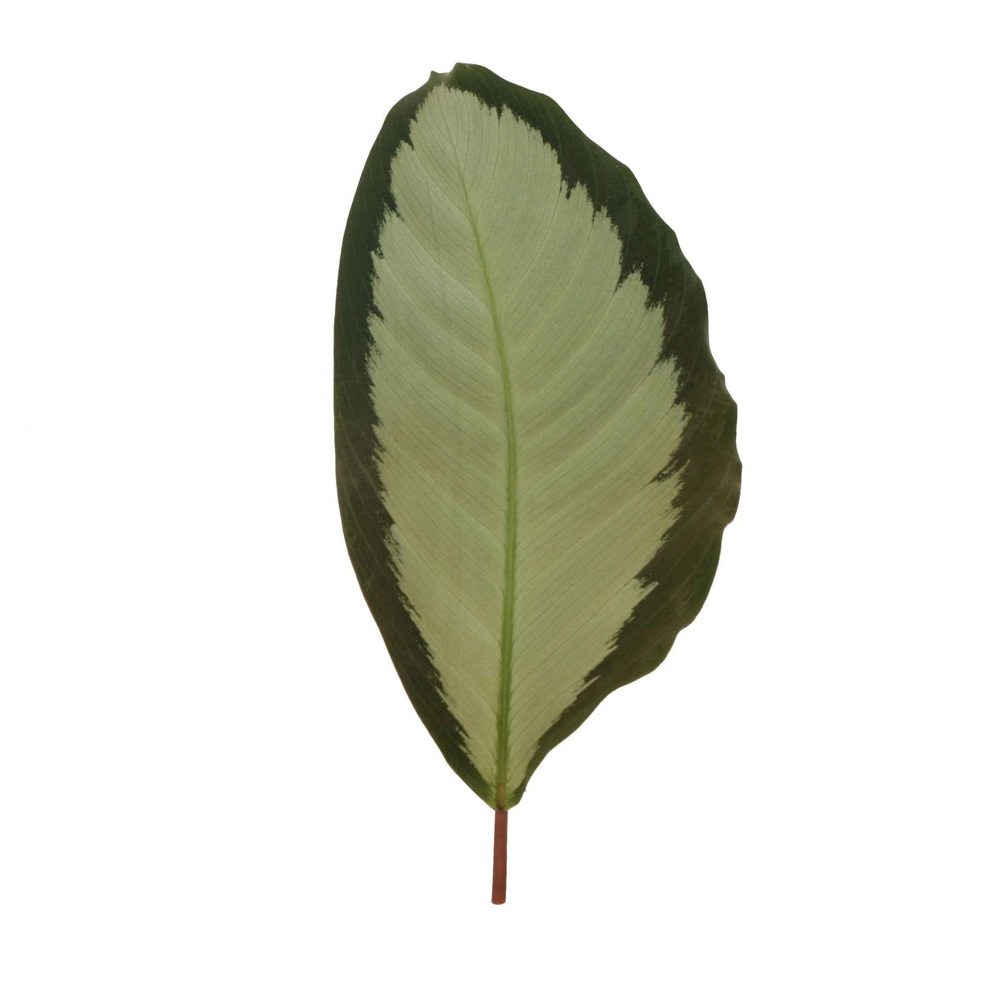 2x Calathea 'Argentea' grau-grün - Alle Pflanzen mit Topf